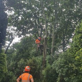 Bild von EW Tree Services