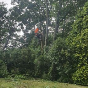 Bild von EW Tree Services