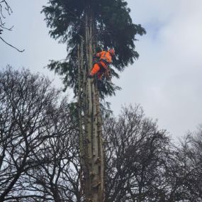 Bild von EW Tree Services