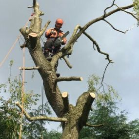 Bild von EW Tree Services