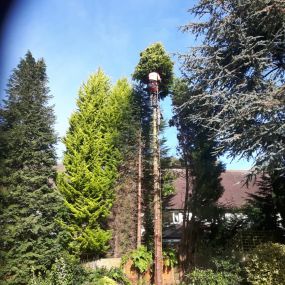 Bild von EW Tree Services