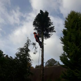 Bild von EW Tree Services