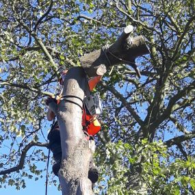 Bild von EW Tree Services