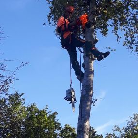 Bild von EW Tree Services