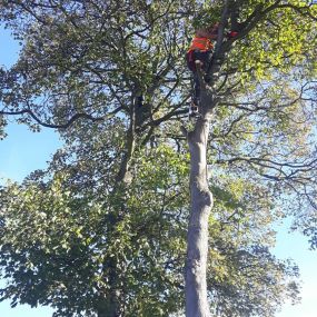 Bild von EW Tree Services