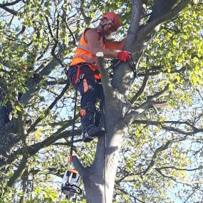 Bild von EW Tree Services