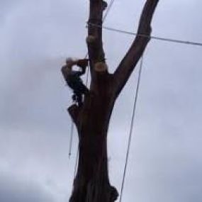 Bild von EW Tree Services