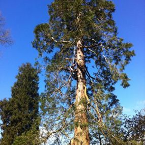 Bild von EW Tree Services