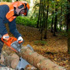 Bild von EW Tree Services