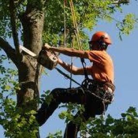 Bild von EW Tree Services