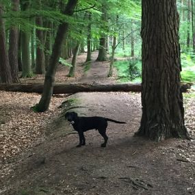 Bild von Pack Pals Dog Walking Ltd