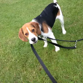 Bild von Pack Pals Dog Walking Ltd