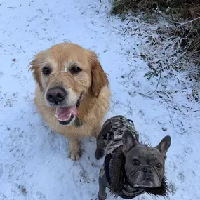 Bild von Pack Pals Dog Walking Ltd