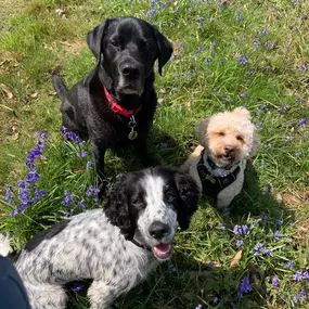 Bild von Pack Pals Dog Walking Ltd