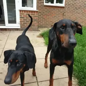 Bild von Pack Pals Dog Walking Ltd