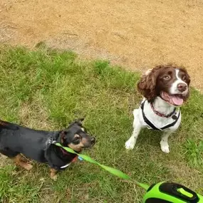 Bild von Pack Pals Dog Walking Ltd