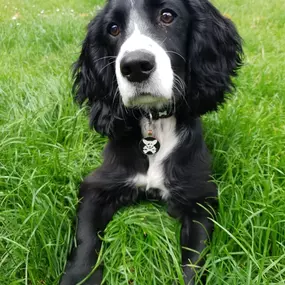 Bild von Pack Pals Dog Walking Ltd