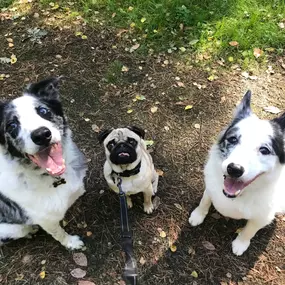 Bild von Pack Pals Dog Walking Ltd