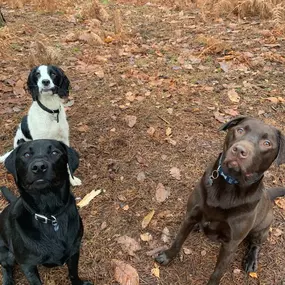 Bild von Pack Pals Dog Walking Ltd