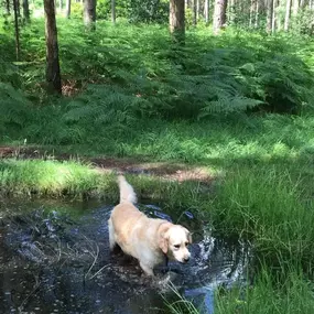 Bild von Pack Pals Dog Walking Ltd