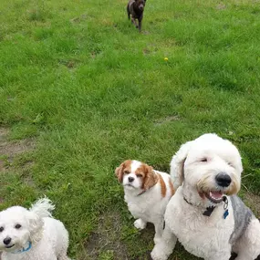 Bild von Pack Pals Dog Walking Ltd