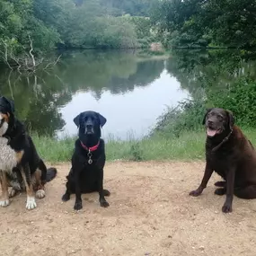Bild von Pack Pals Dog Walking Ltd