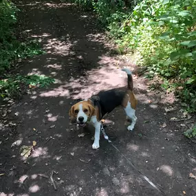 Bild von Pack Pals Dog Walking Ltd