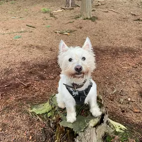 Bild von Pack Pals Dog Walking Ltd