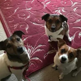 Bild von Pack Pals Dog Walking Ltd