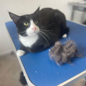 Bild von Cloverlea Cattery & Cat Grooming Salon