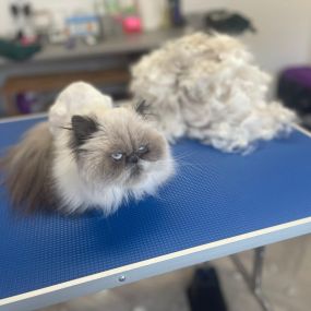 Bild von Cloverlea Cattery & Cat Grooming Salon