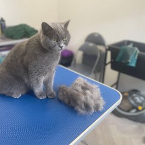 Bild von Cloverlea Cattery & Cat Grooming Salon