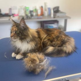 Bild von Cloverlea Cattery & Cat Grooming Salon