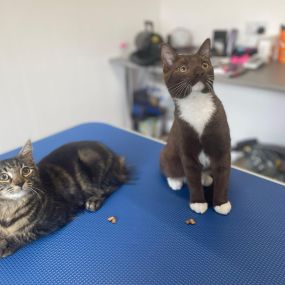 Bild von Cloverlea Cattery & Cat Grooming Salon