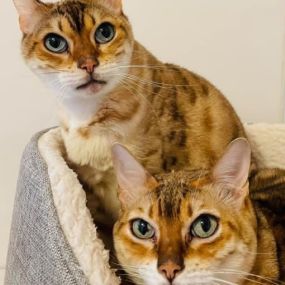 Bild von Cloverlea Cattery & Cat Grooming Salon