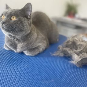 Bild von Cloverlea Cattery & Cat Grooming Salon