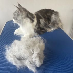 Bild von Cloverlea Cattery & Cat Grooming Salon