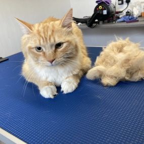 Bild von Cloverlea Cattery & Cat Grooming Salon