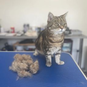 Bild von Cloverlea Cattery & Cat Grooming Salon