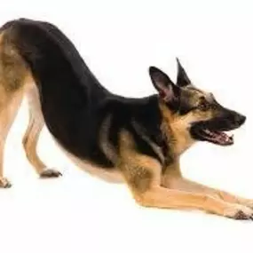 Bild von Problem Dog