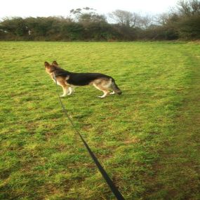 Bild von Briggan Farm Boarding Kennels