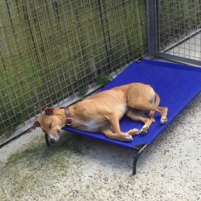 Bild von Briggan Farm Boarding Kennels