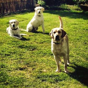 Bild von Briggan Farm Boarding Kennels