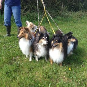 Bild von Briggan Farm Boarding Kennels