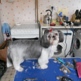 Bild von Paw-Fect Dog Grooming