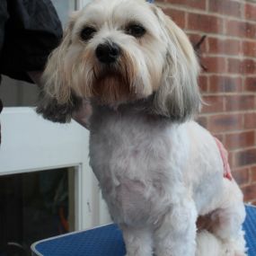 Bild von Paw-Fect Dog Grooming