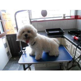 Bild von Paw-Fect Dog Grooming