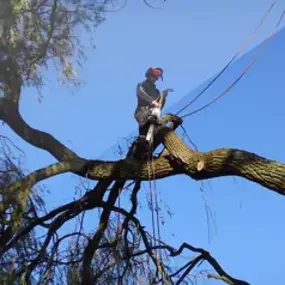 Bild von P Kernan Tree Surgeon Ltd