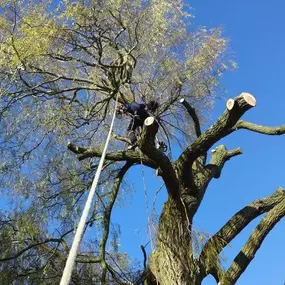 Bild von P Kernan Tree Surgeon Ltd