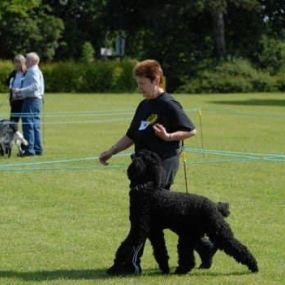 Bild von 3 Counties Dog Training